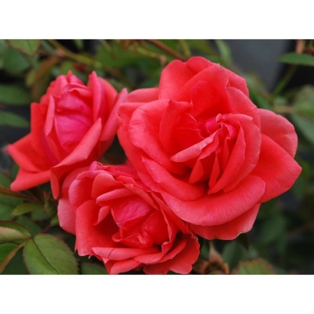 Seedling rose Canadian Park "Moden Fayrglou", tube, 1 pc, spring 2025