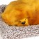 Toy on a car panel, a dog on a pillow, red color