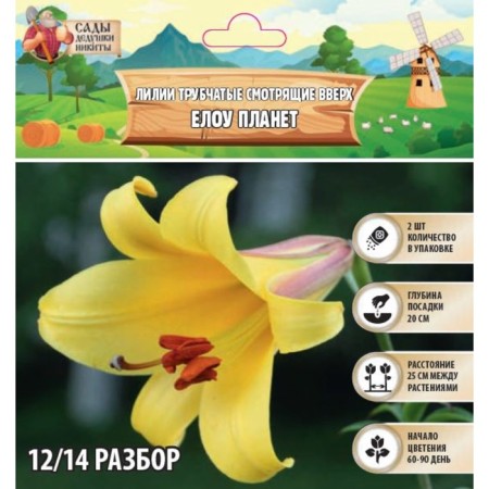 Lilies Tubular Watching Up "Yellow Planet", rr 12/14, 2 pcs, spring 2024