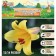 Lilies Tubular Watching Up "Yellow Planet", rr 12/14, 2 pcs, spring 2024