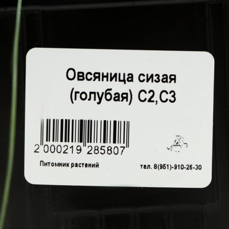 Sizya oatmeal (blue), pot C3, 1 pc, spring 2024-3