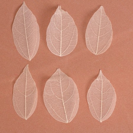 Dry leaves, (set 5 pcs), size 1 pcs :: 8 × 5 cm, white color-1