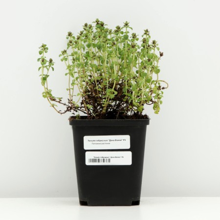 Timyan hybrid "Don Valya", P9 pot, 1 pc, spring 2024-2