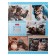 Business block A5, 80 sheets, in the cage "Fluffy Muzzles", solid cover, 5-color block, block 65g/m2