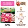 Gloxinia "Blanche de Meru", rr 5/6, 2 pcs