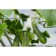 Castle for climbing plants, 6 cm, set of 5 pcs., White