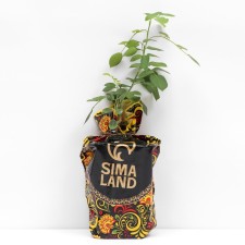 Seedling rose Marietta, Hybride tea, pot 2 l., Summer 2024