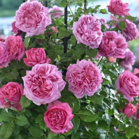 Seedling rose Floribund Lux ​​"Pompadur", tube, 1 pc, spring 2025
