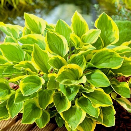 Host -headed "Golden Tiara", P9 pot, 1 pc, spring 2024