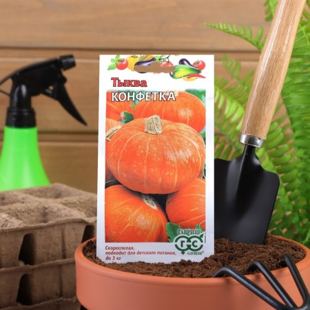 Seeds of Pumpkin "Candy", 1 g