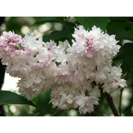 Lilac ordinary beauty Moscow, C3 pot, H10-50 height, 1 pc, summer 2024