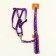 Set "Color Transes", leash 120 x 1 cm, fire 23-35 cm, purple