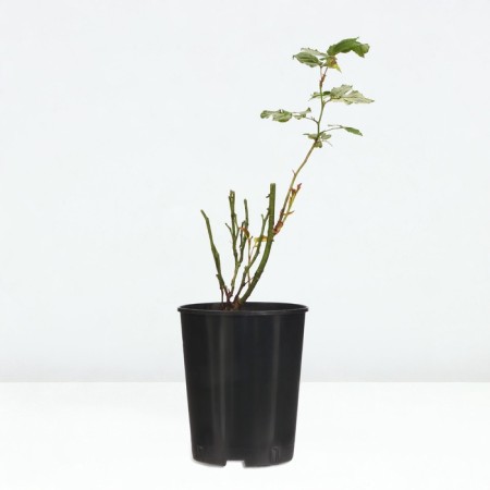 Rosa seedling "Papale Tier", pot of C4, summer 2024-3