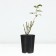 Rosa seedling "Papale Tier", pot of C4, summer 2024