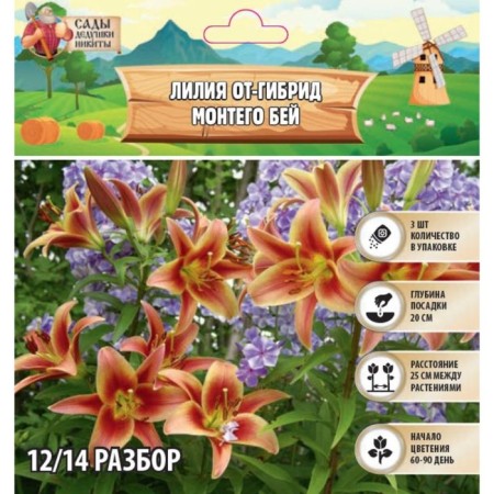 Lilia from Hibride "Montego Bay", rr 12/14, 3 pcs, spring 2024
