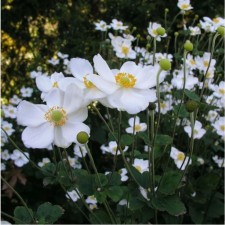 Anemona hybrid onorin Jobert, pot C2, 1 pc, summer 2024