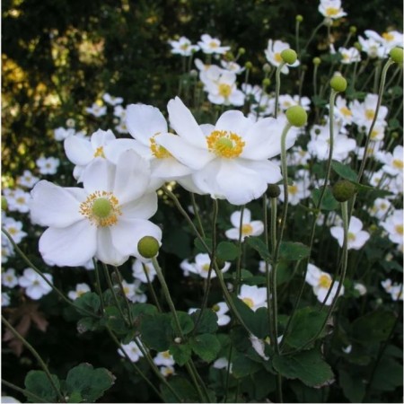 Anemona hybrid onorin Jobert, pot C2, 1 pc, summer 2024