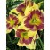 Lilenik "Special Paint", rr I, 1 pc, spring 2024 economy