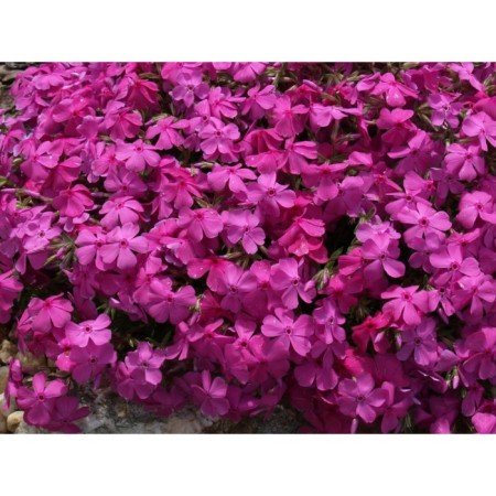 Flox Makdaniels Kyushn, C2 pot, H10-50 height, 1 pc, summer 2024