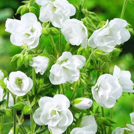 Geranium Meadow Laura, Rr. I, 1 pc, spring 2025