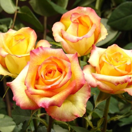 Seedling rose "dejavu", tube, spring 2025