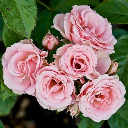 Seedling rose Classic Lydia, spray rose, pot 2 l., Summer 2024