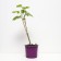 Black blackberry agavam, C2 pot, H20-40 Height, 1 pc, summer 2024