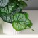 Bonsai in the Gayhera Elegant pot 9x15 cm, green