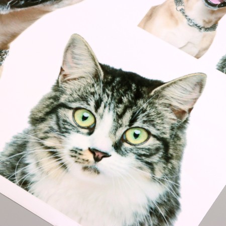 Stick 3D Interior pets 50*40cm-1