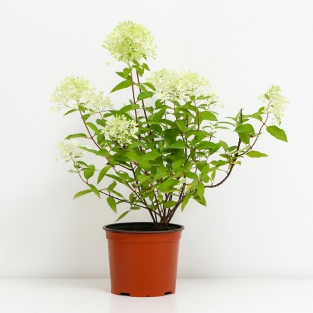 Hydrangea blizzard flower, s3 pot, H10-50 height, 1 pc, summer 2024-1