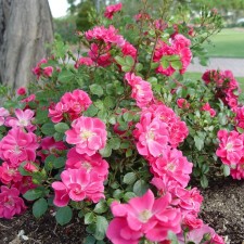 Seedling rose 
