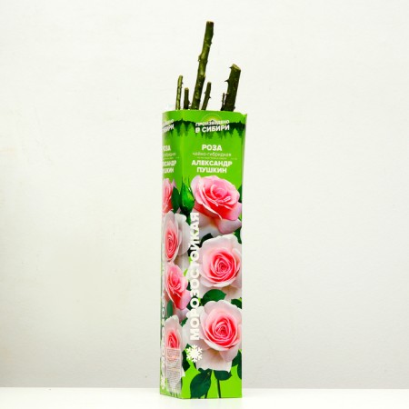 Sahenian Rosa Tea-Hibride "Alexander Pushkin", 1 pc, spring 2024-1