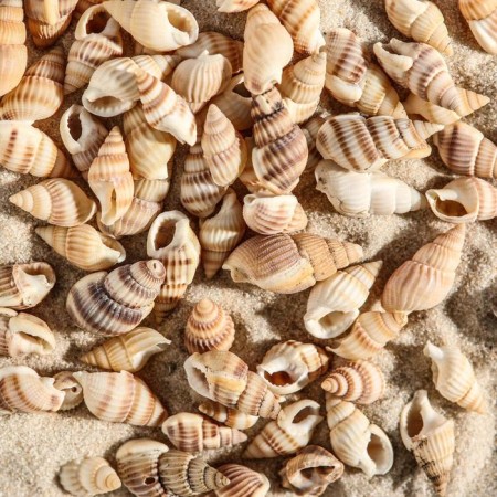 Set of shells 100 g-1