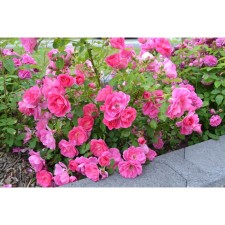 Front Rosa 