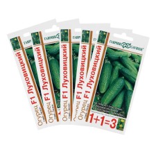 Seeds of cucumber 