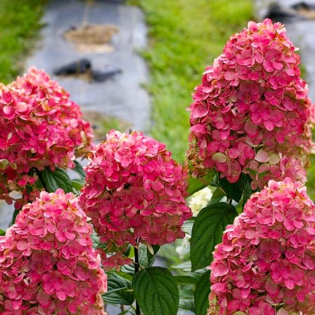 Saphenet Hydrangea Smiling "Magical Fire", pot C1.5, Summer 2024