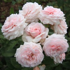 Seedling Rosa Roberto Kapucci 2000, tea-hybrid tea, pot 2 l., Summer 2024
