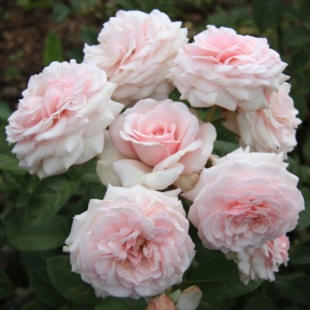 Seedling Rosa Roberto Kapucci 2000, tea-hybrid tea, pot 2 l., Summer 2024