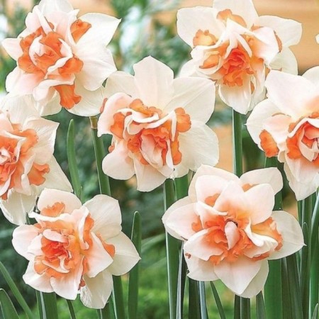 Narcissus Terry Treasury, rr 12/14, 2 pcs, economy, autumn 2024-1