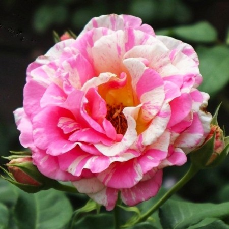 Seedling rose Massad Parkovaya "Rudel Felibren", tube, 1 pc, spring 2025