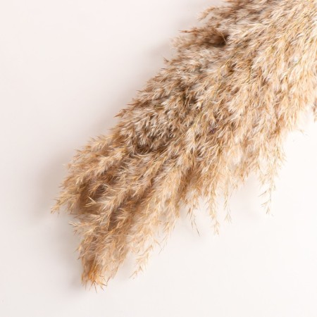 Set of dried flowers "reed", banch length 65 (+/- 6 cm), natural-2