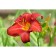 Lilenik hybrid anzak, C2 pot, H10-50 height, 1 pc, summer 2024