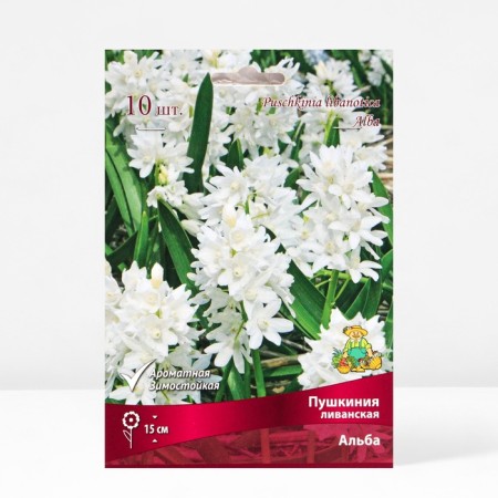Pushkinia Lebanese alba, 6/+ rr, 10 pcs, 10-15 h (cm), autumn 2024-1