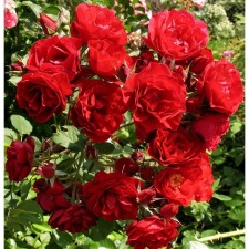 Rose Canadian Park Hope of Hyumanity, C3.5 pot, H25-45 height, 1 pc, summer 2024