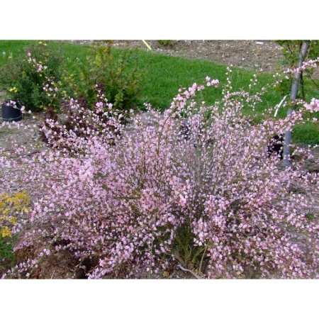 SAGNITE RAKETEN "MOYCLARE Pink", pot P9, Summer 2024