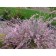 SAGNITE RAKETEN "MOYCLARE Pink", pot P9, Summer 2024