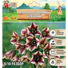 Allium Luke decorative Bulgarian, rr 8/10, 5 pcs, autumn 2024