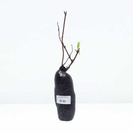 Honeysuckle Gekott "American Beauty", 1 pc, tube, spring 2025-2