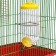Drill for rodents, 500 ml, 20.5 x 5 cm, yellow