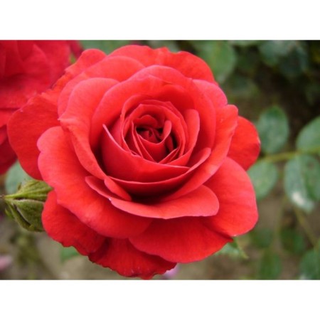 Seedling rose Floribunda "Stromboli", tube, 1 pc, spring 2025
